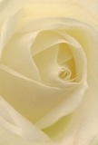 This evocative image draws you deeply into the pure and delicate heart of a cream-white rose, as if nestled within its lush petals yourself-a familiar sight for anyone walking through the gardens or markets of Chessington. Spirals of soft, gently unfurling petals invite you to explore their silk-like texture, tinged with hints of morning dew and illuminated by the softest natural light. Gentle shadows play between folds of ivory, adding dimensionality and grace, much like the quiet beauty found in the shaded walkways near Chessington South. The overall mood is peaceful and contemplative, perfect for moments of remembrance or new beginnings. The rose, expertly selected by Chessington's florists for its pristine elegance and subtle fragrance, serves as a universal symbol of reverence and admiration. Whether arranged as a heartfelt tribute or to celebrate a personal milestone, the attention to detail in the composition reflects the artistry and warmth of those who craft floral gifts for local delivery-offering comfort, inspiration, and the reassurance that beauty still blooms, quietly, in the heart of this beloved community.